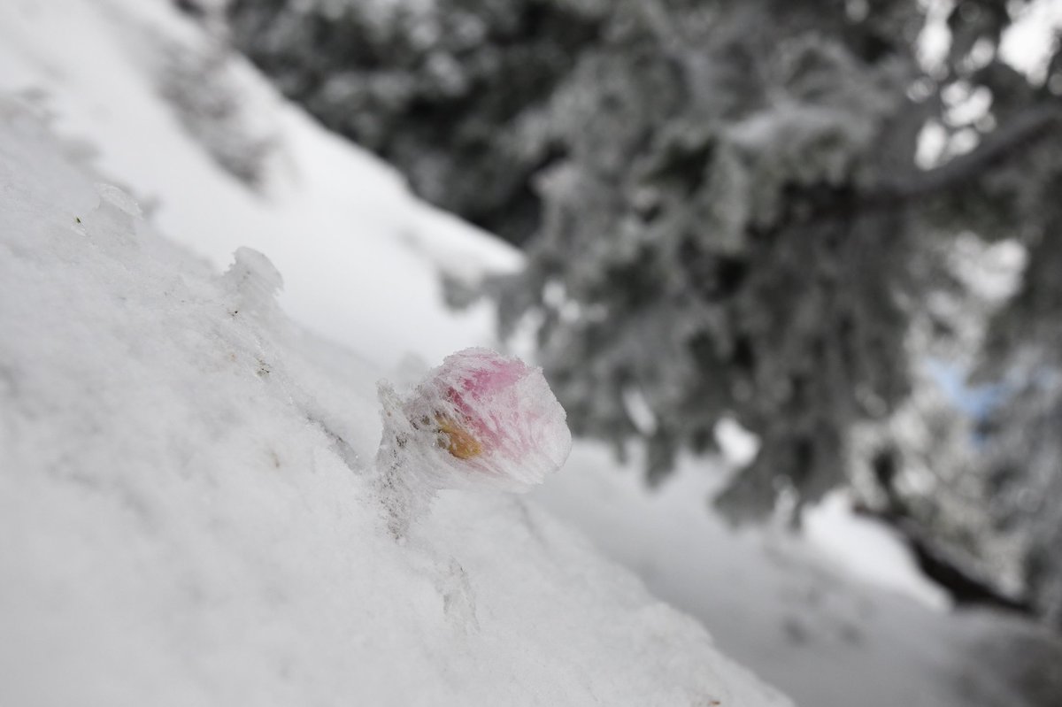 Eghuu's tweet photo. Frozen 🌸 
#frozennature #nature https://t.co/8vfAwcSLlm