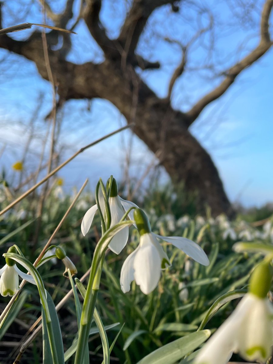 Snowdrops in the sunshine and an old oak in the background #wildflowerhour #Yorkshire #oaktree @wildflower_hour @BSBIbotany