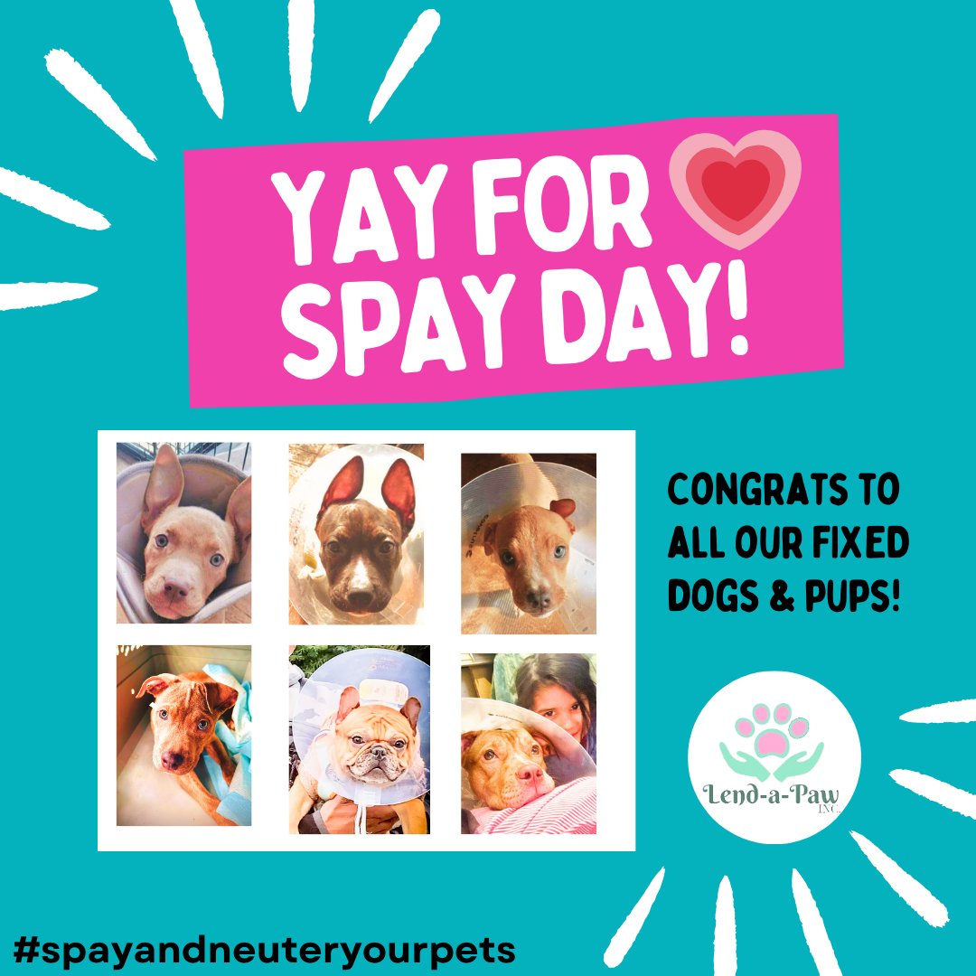 ✂️YAY FOR SPAY DAY!✂️ We are so happy 4 tiny pitbull puppies are going to get their best start in life – 2 are adopted, 2 in foster. 👏 Please get in touch to adopt Baby Romeo and Baby Dulce, sweetest boys ever. A female pit bull teenager & a Frenchie were also helped 🙏💗🐶