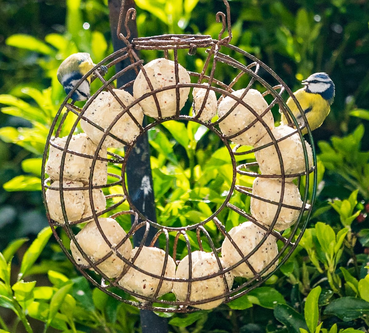 Cornish Blue tweet media