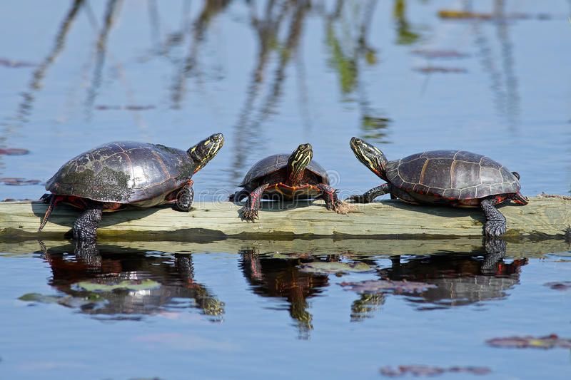 ateez as different turtle species🧵: