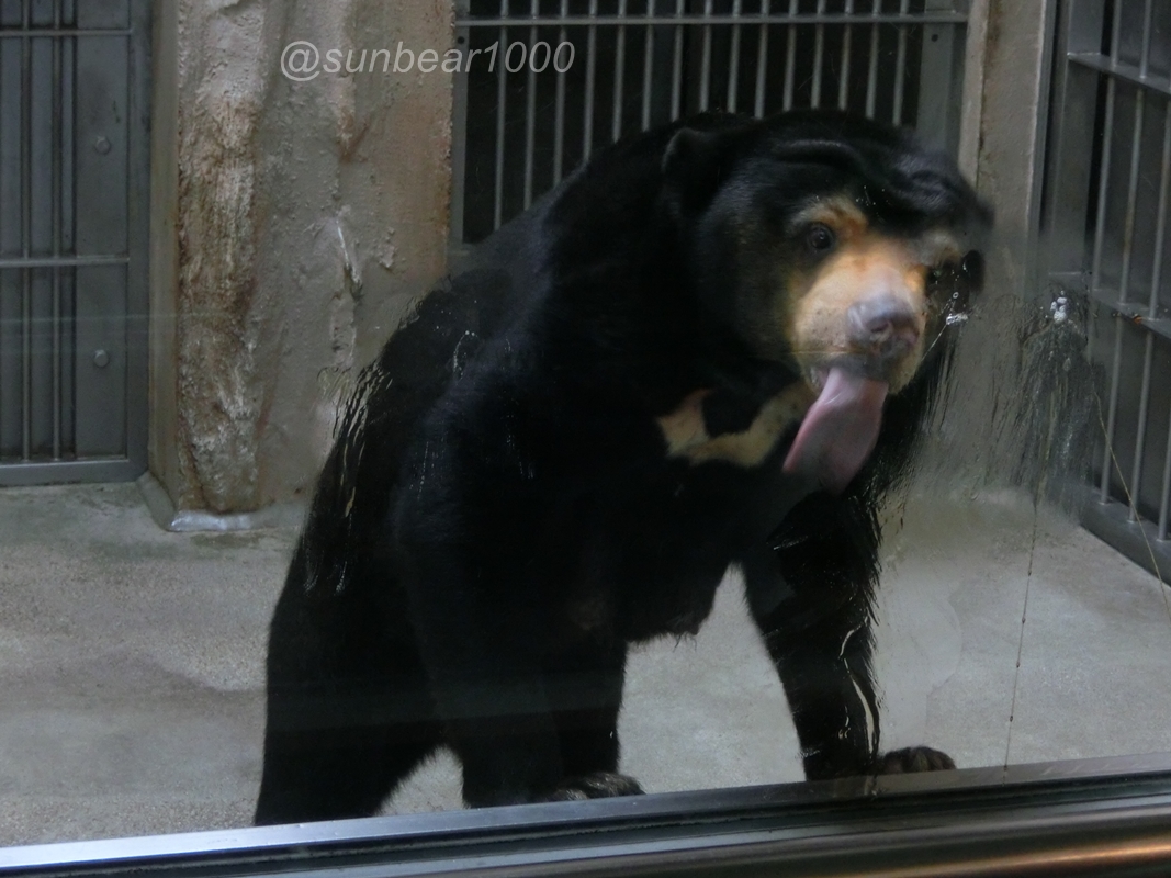 sunbear1000 tweet picture