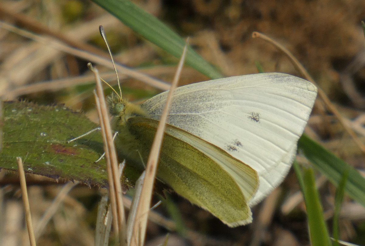 @BeccasButterfli #SmallWhiteSunday #ButterflyForEveryDay 28/03/2023. When will we see the 1s Small Whie this year? @BCWarwickshire