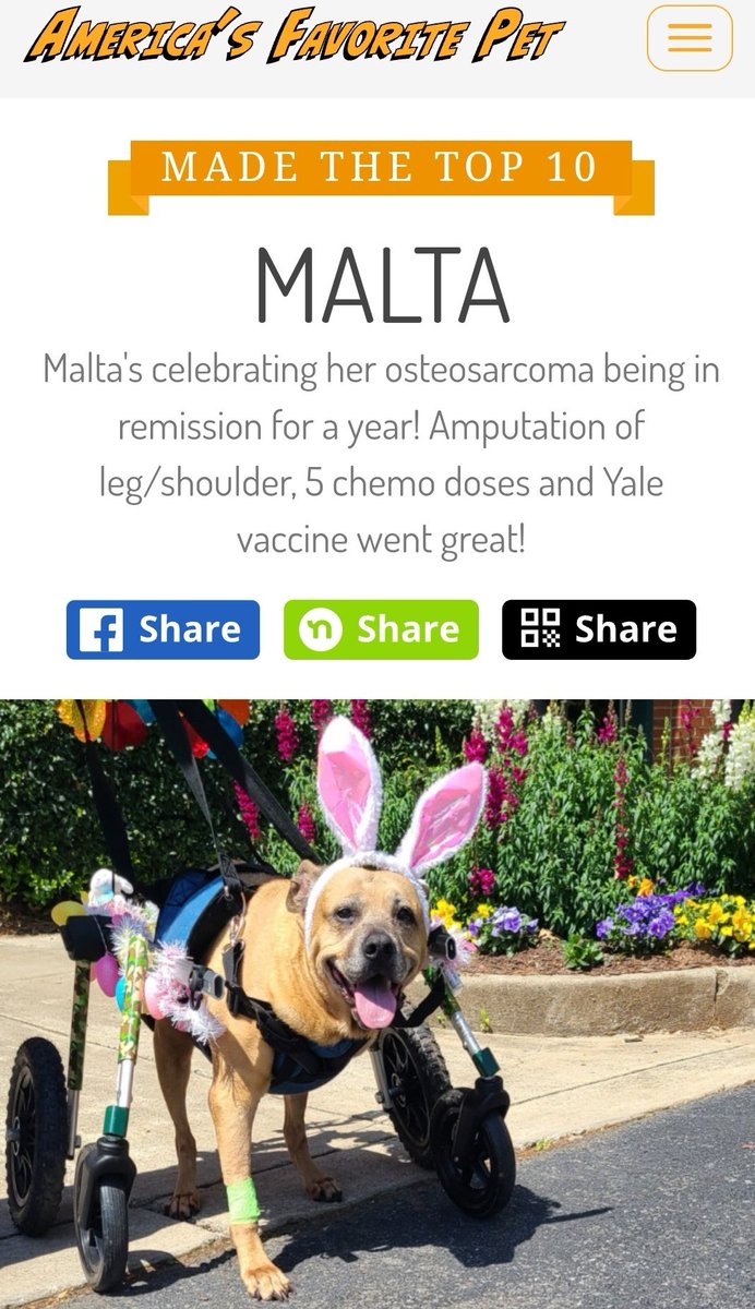 1 vote = 2! Vote free 1× day & help Malta stay top 5! In 4 day's top 5 moves to next round! Winner receives feature on Modern Dog magazine & $10,000 prize that would help w her cancer care, our remaining seniors care & help us fulfill our 20yr mission! americasfavpet.com/2024/malta-96c2