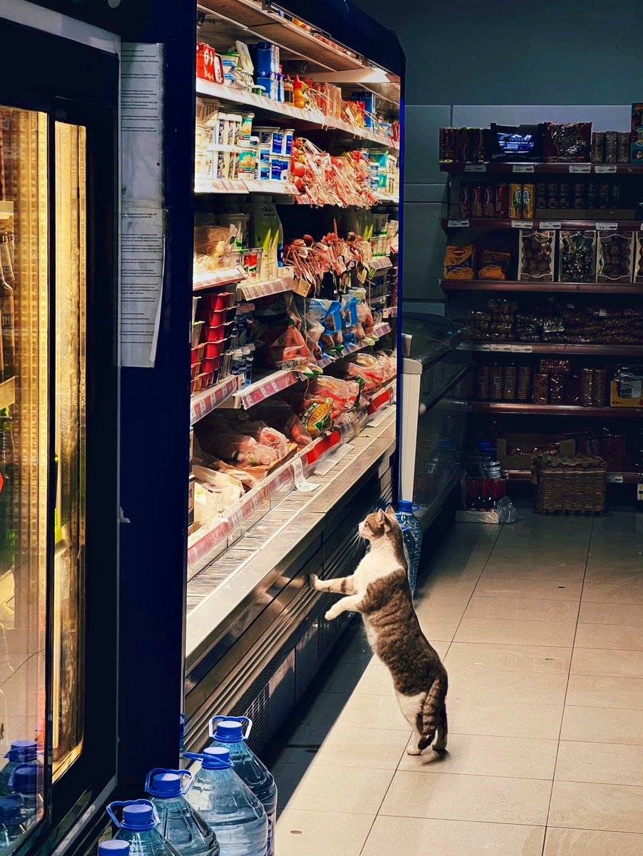 Bodega Cats (@bodegacats_) on Twitter photo 