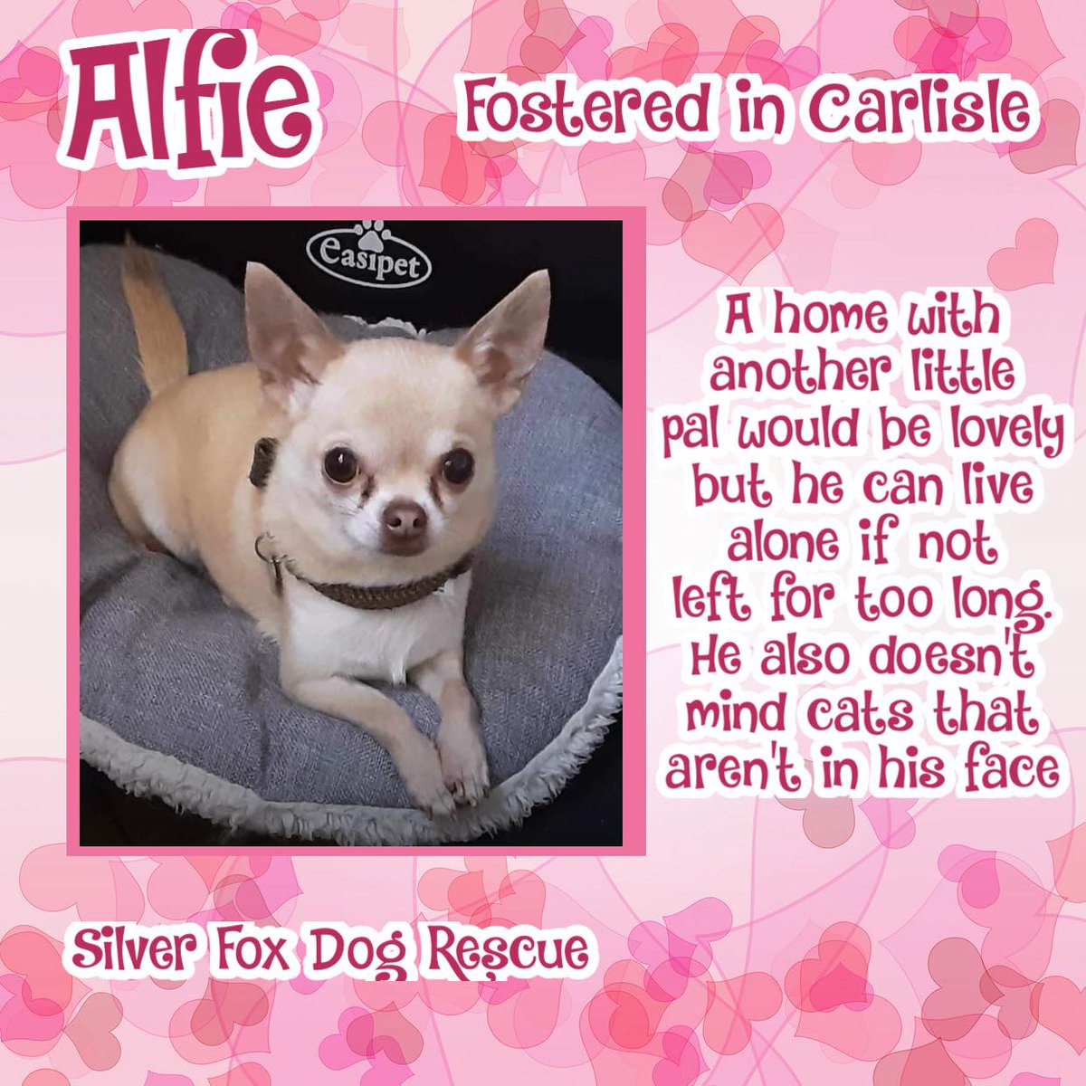 ALFIE is a male, SC Chihuahua born on 29/10/16 & fostered in #Carlisle. He is a very sweet, friendly boy who is looking for a home with another small, calm dog or can live on his own if he's not left for too long. Alfie has lived with a cat previously but doesn't like them in his