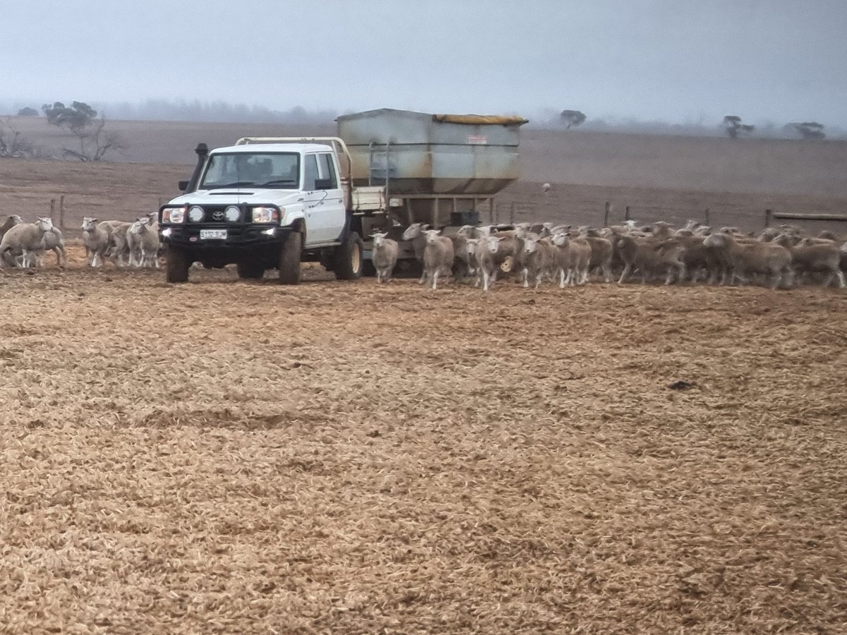 AWIExtensionSA's tweet photo. Kangaroo Island Containment Feeding Sticky Beak Day, great cost effective ideas for #feeding and #water. @woolinnovation @Livestock_SA @SADroughtHub #agki https://t.co/U7F83BTwTH