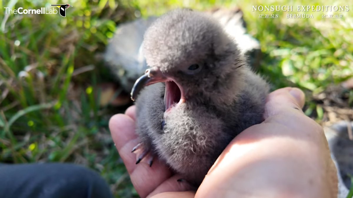 2/23 Meet the first hatched Cahow chick Jeremy found this season during the nest checks (R819 nest, Colony A on Nonsuch Island). The chick was only 24-36 hours old and apparently was already fed. Read the report and watch the video here: nonsuchisland.com/blog/meet-the-…