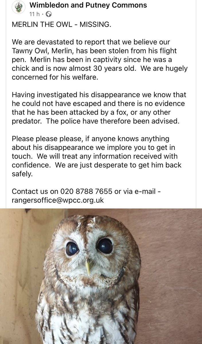 MERLIN THE #Owl 🦉 STOLEN🤔 #TawnyOwl taken from his flight pen. He’s been in captivity since a chick 😞 POLICE have been informed as no evidence of being attacked by predators 🆘PLEASE BRING HIM BACK #Wimbleton common @PcsharonPage @pettheftaware @Dr_Dan_1 @JacquiSaid @bs2510