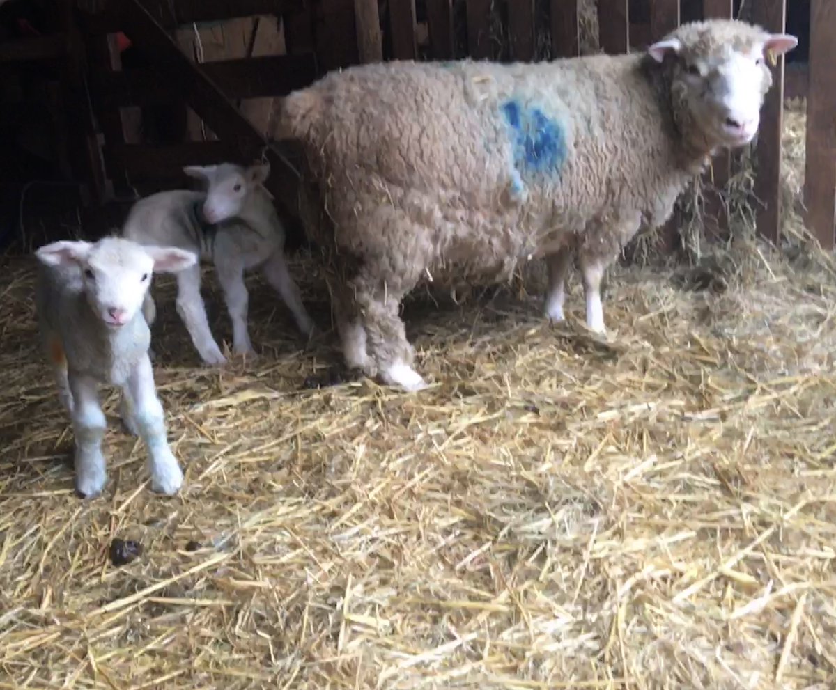 It’s all about feeding in the lambing shed today …  #theanclarflock #farming #lambing #SundayMotivation