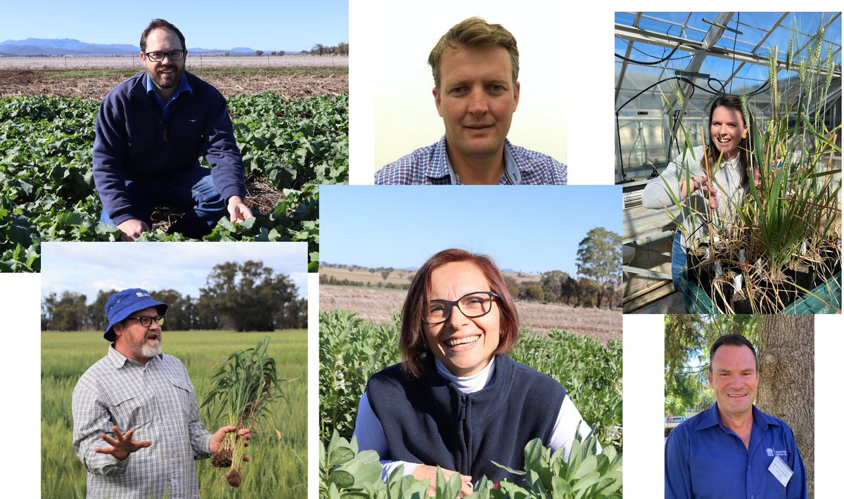 Some of the @nswdpi peeps presenting at <a href="/theGRDC/">GRDC</a> Update this week in Dubbo, Thursday &amp; Friday.
Be there or be🟩!

<a href="/GRDCNorth/">GRDC North</a> #GRDCUpdates #heretohelp