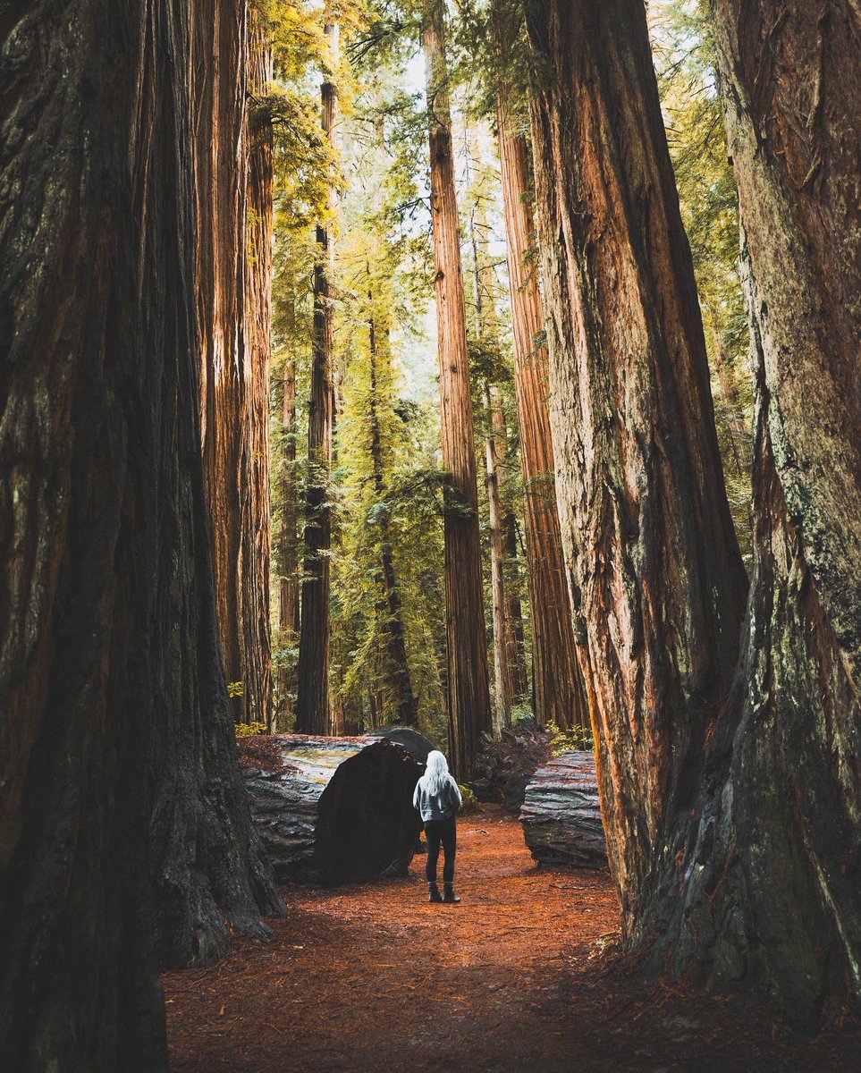 really big fan of really big trees