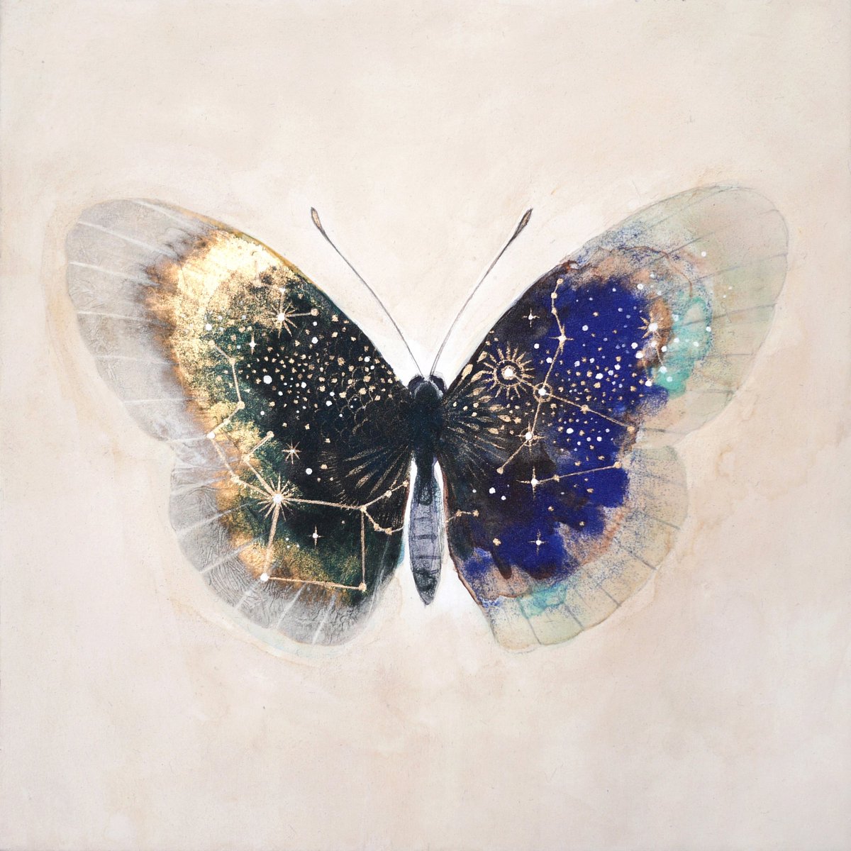 「#もう一度見てもらいたいお気に入りを貼る星の蝶はこの蝶がお気に入りです。 」|車谷 典子のイラスト