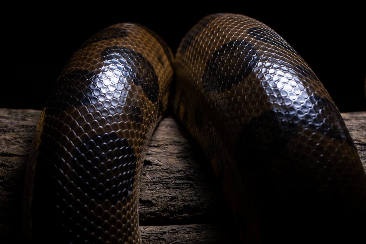 Nicholas Walker tweet media