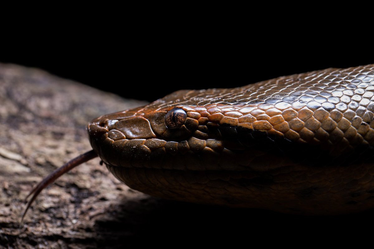 Nicholas Walker tweet media