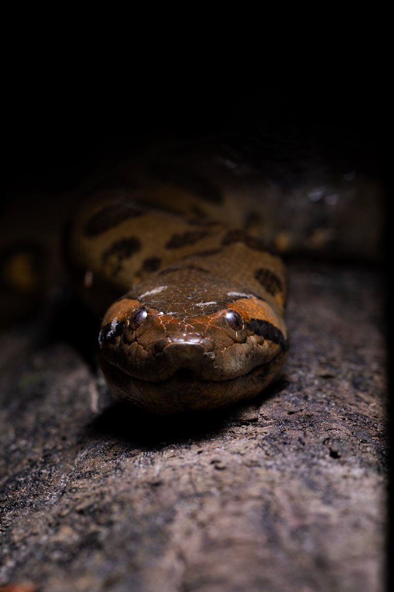 Nicholas Walker tweet media