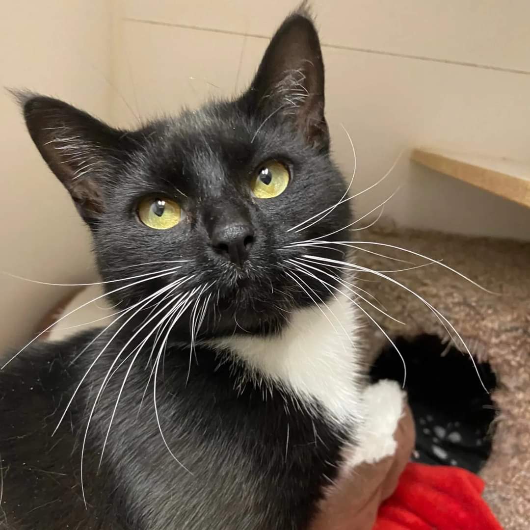 Meet new member of the team, Ramona! 

This gorgeous gal is 1 year old and must be adopted with a similarly aged cat pal for companionship

#safeteamrescue #safeteamkitty #yeg #yegcats #rescuecat #adoptdontshop #adoptme #kittytwitter #catlovers #catsofx #catsoftwitter