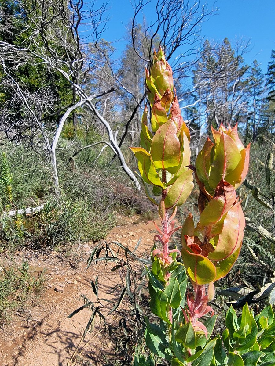 SLVPostNews's tweet image. While hiking in the Santa Cruz Sandhills this weekend we stumbled upon this otherworldly looking specimen stretching upward on its long stalk in the sunshine. Can anyone identify it? Our plant-ID app results are inconclusive.

#namethatplant