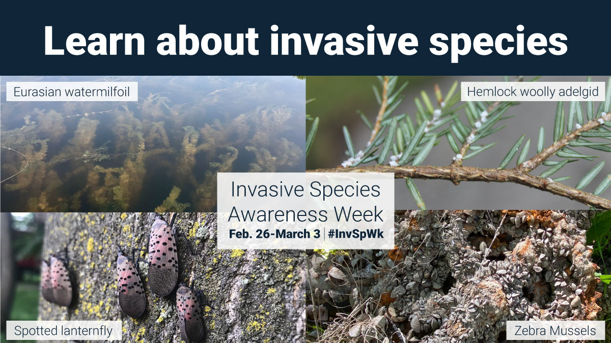 This week, all week, it is Invasive Species Awareness week. #DYK we have free resources to help educators of all stripes to bring this topic to their students? Visit     biodiversityeducation.ca/educational-re… to see what is available! #InvSpWk #Enviroed