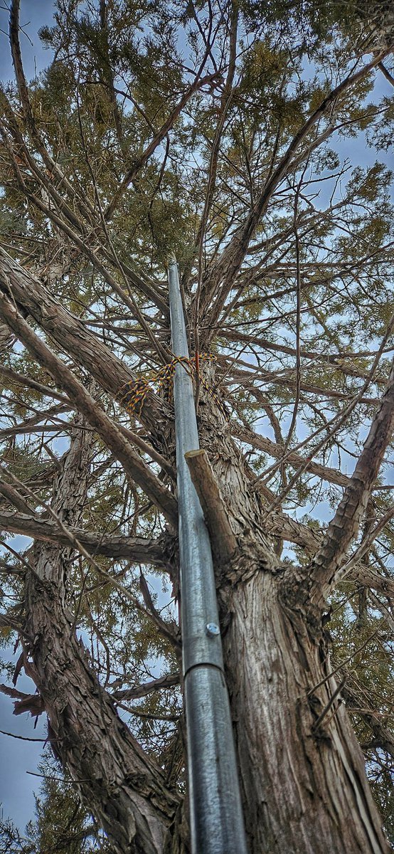 VE5REV's tweet photo. Got the 29' #RandomWire vertical antenna setup. Old green house galvanized pipe bolted together and tethered to a tree for a covert install 🤣 Did a 10W CQ call on the #Icom705 and got a 52 report from Texas ~1600mi. 😎 https://t.co/YJiBQMYAOQ