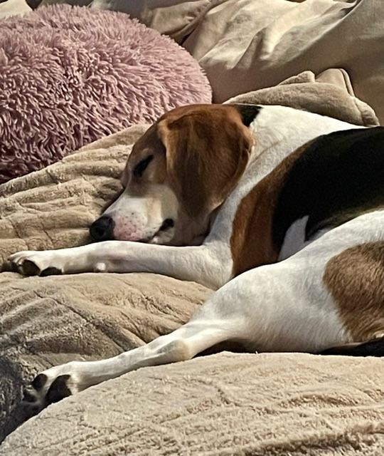 beaglelucylooo tweet media