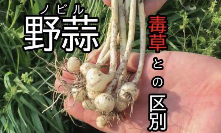 ご注文承ります 5月の野蒜、ノビル50本 kurukoya on X