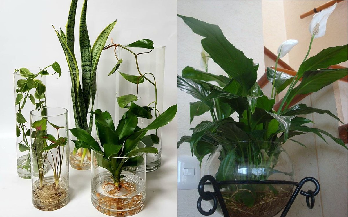 Indoor plants that grow in water! 🥀🏡💚
homegardening.maiseconomia.online/2022/08/15/7-b…
#indoorplants