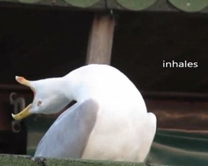 FastestPitStop's tweet image. 🚨 IT’S RACE WEEK 🚨

And it’s on a Saturday 😉

#F1 #BahrainGP