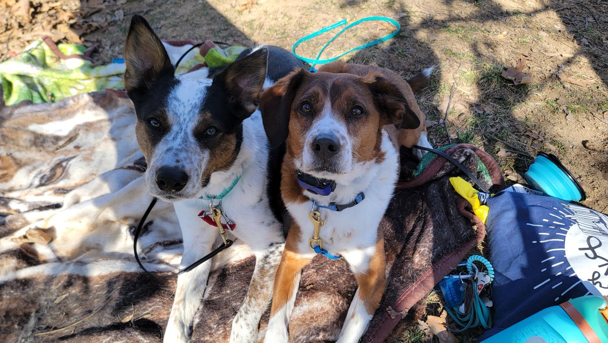 easchwinn's tweet photo. We enjoyed the sunshine today and these two were so good, I love them so much https://t.co/4Mf3idVbqM