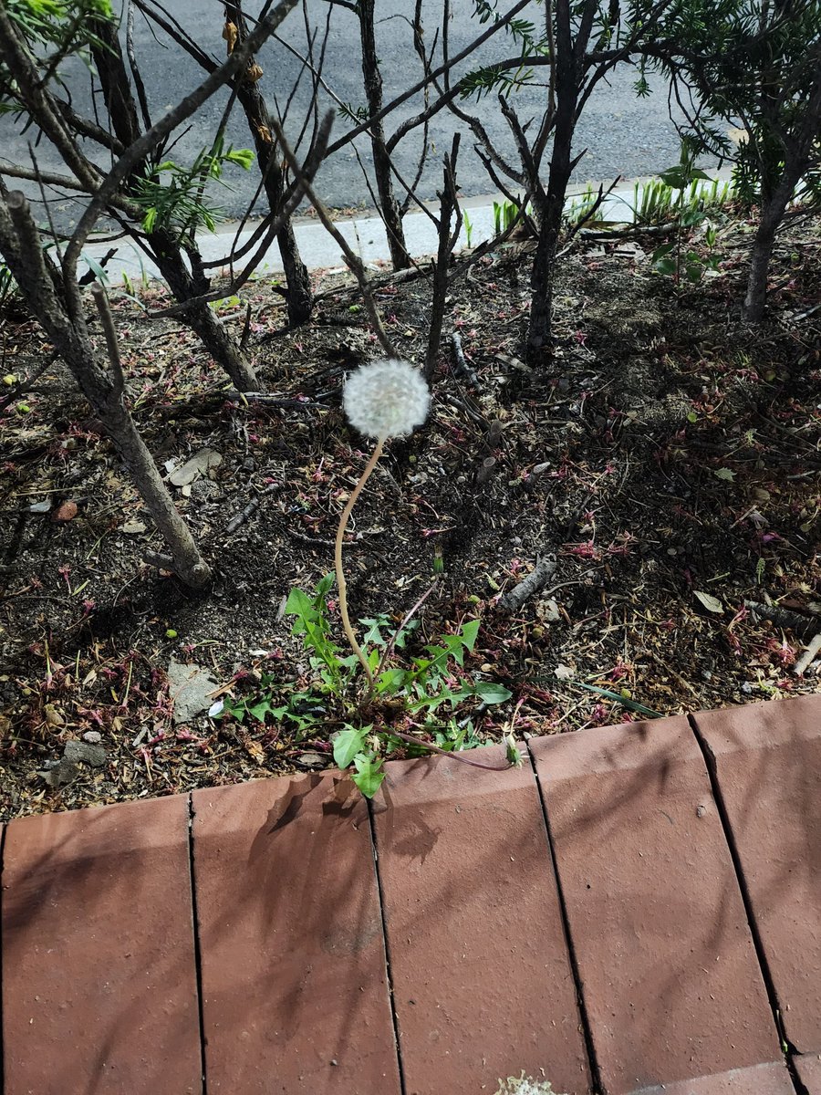 ddana_____yoon's tweet photo. 素敵な曲をありがとう
#SEUNGKWAN_Dandelion #문빈 https://t.co/8lb9boDFH4