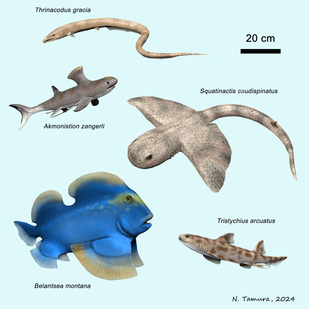 Carboniferous Vertebrates Series #5: Serpukhovian part II: Thrinacodus, Akmonistion, Squatinactis, Belantsea and Tristychius