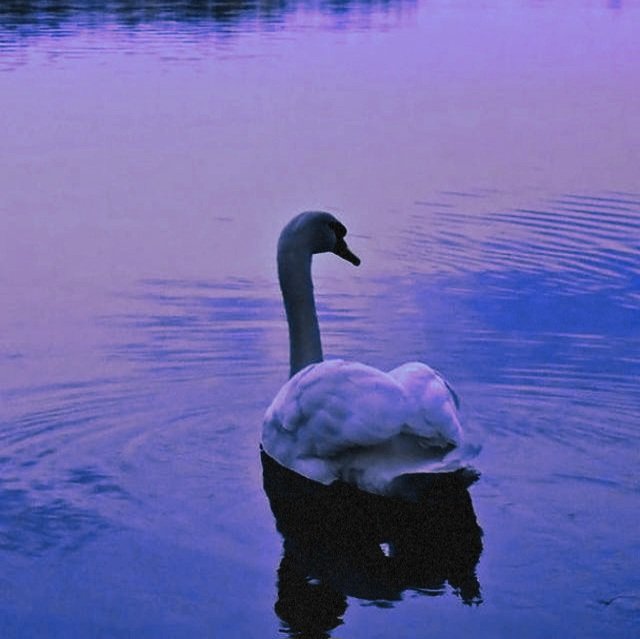 ⸻ 𝓥𝓲𝓬𝓽𝓸𝓲𝓻𝓮 tweet media