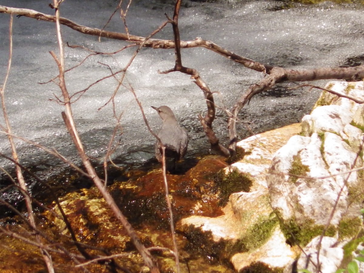 FriendsofKC's tweet photo. The American Dipper is our #WednesdayFriendsDay feature this week! They're adept at cold water swimming, and are a year round K-Country resident.
https://t.co/GjQoHH3f1I https://t.co/lzXjNhtpuC