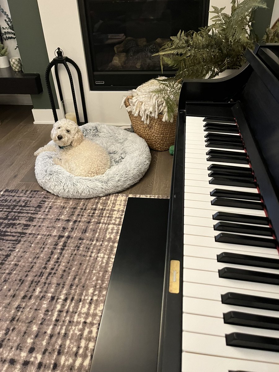 Bunt515's tweet image. Whenever the dog fucks up, I make her lie in her bed and I play the song from the “Godfather”.