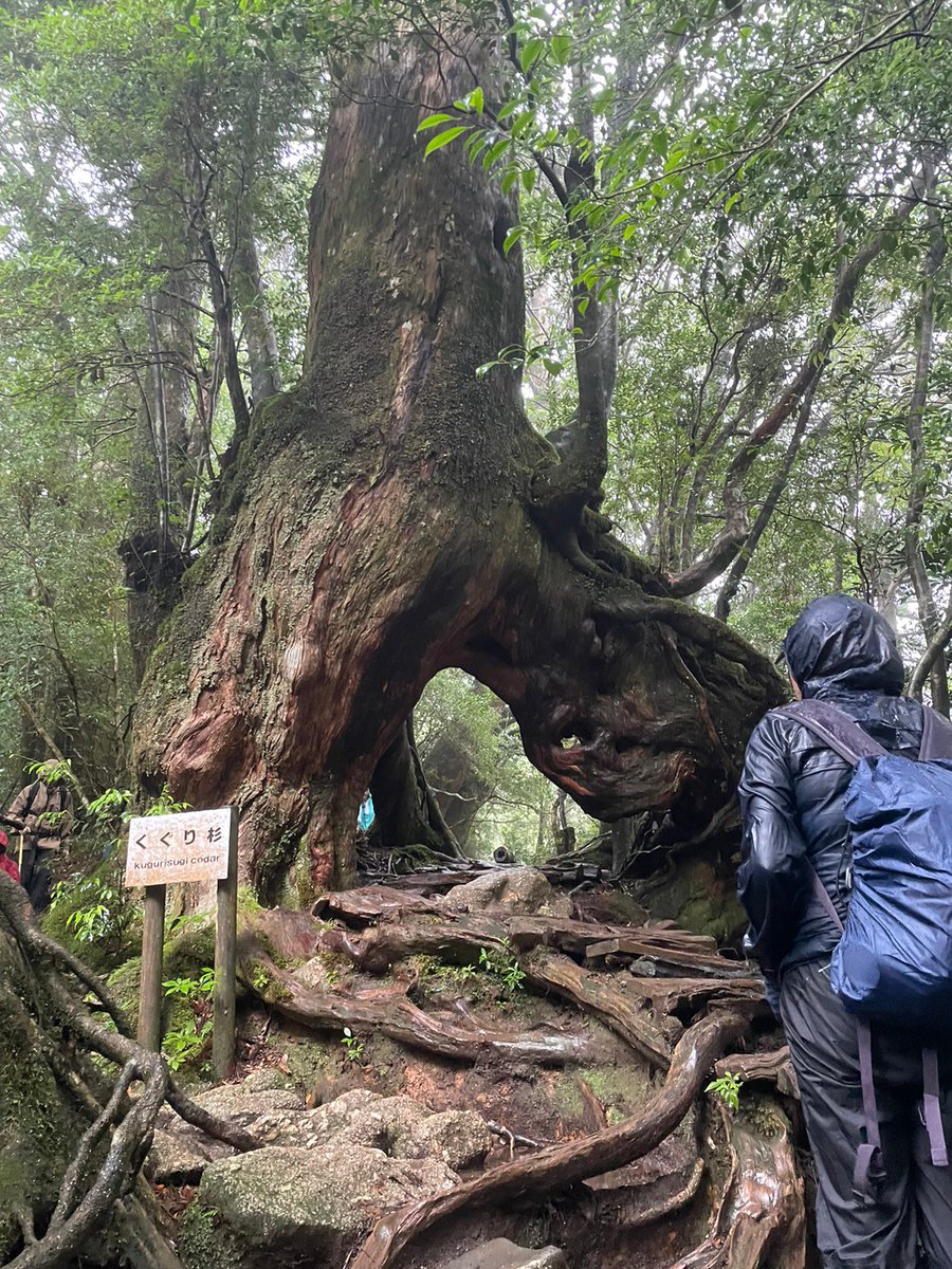 EllieJapan2022's tweet image. Look, the mysterious deep forest!!

#deepforest #oaktrees #NaturePhotography #familytime #屋久島 #Yakushima