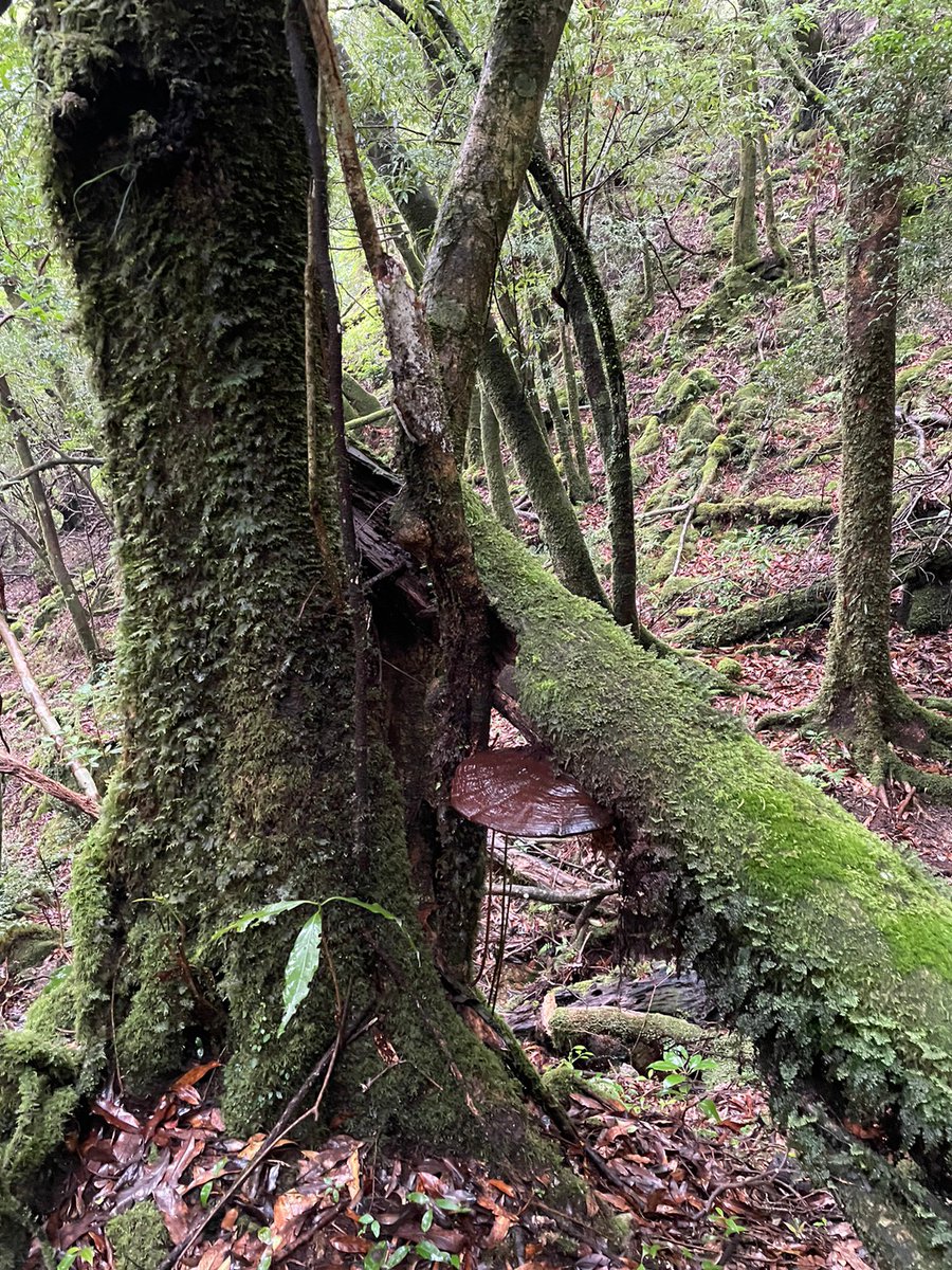 EllieJapan2022's tweet image. Look, the mysterious deep forest!!

#deepforest #oaktrees #NaturePhotography #familytime #屋久島 #Yakushima