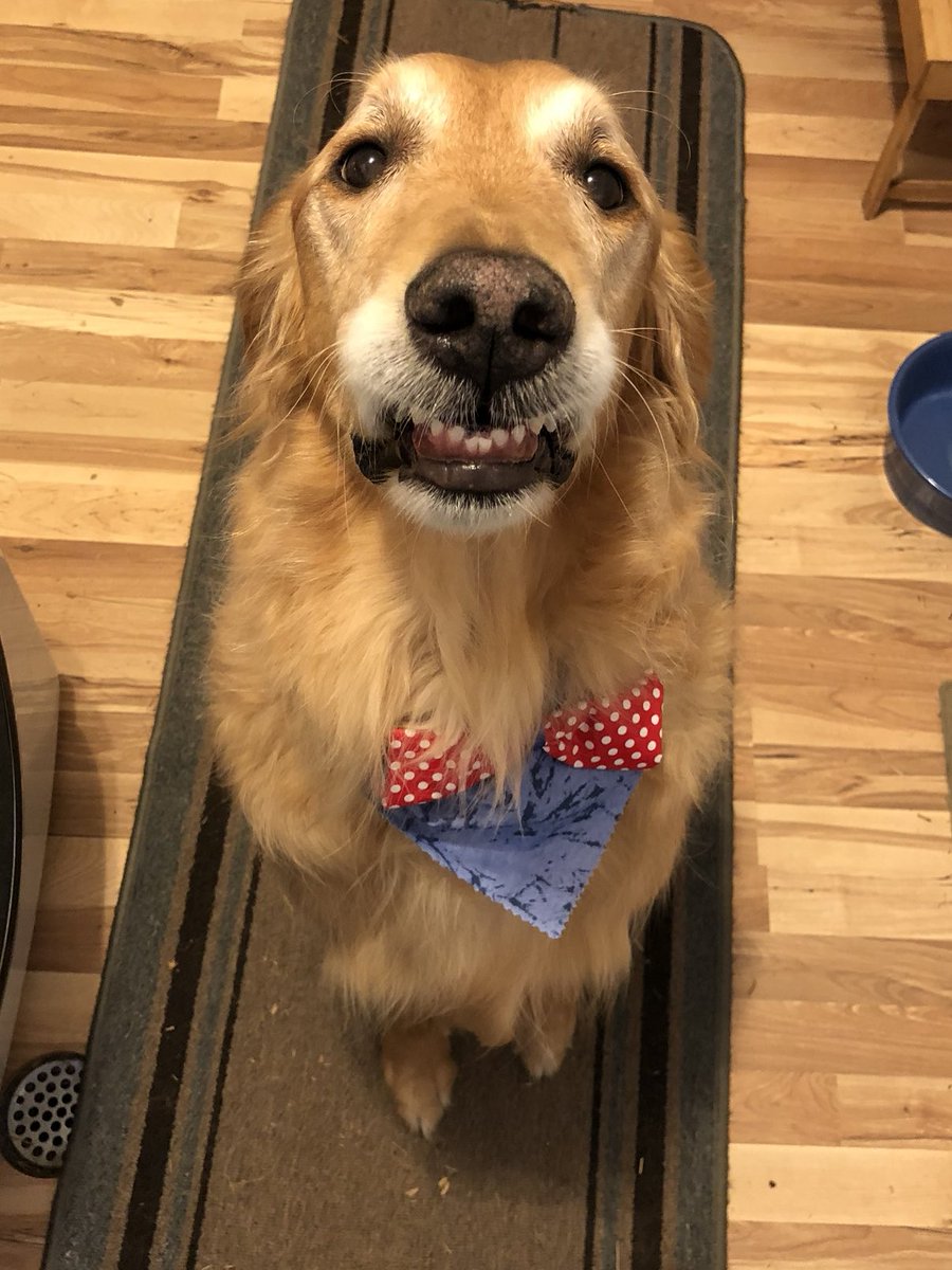 Sweet Louie passed this week. We miss our perfect boy ⁦<a href="/GoldretrieverUS/">Golden Retriever Channel</a>⁩ #weekendsmiles