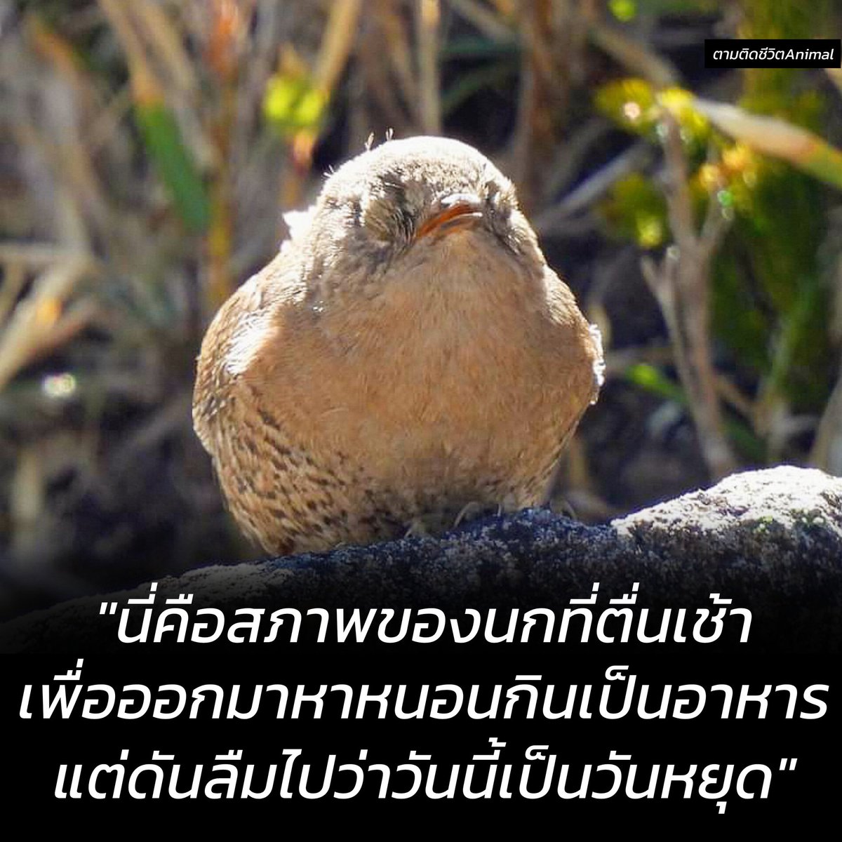 นี่คือสภาพของนกที่ตื่นเช้าในวันที่หนอนหยุด 🐦🪱😴
นก : อ่ะอ่าว นี่เรามาทำงานคนเดียวเหรอ 🥹