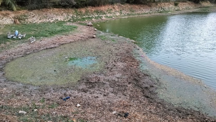 sandeepsgk's tweet photo. Water levels @ Uttarahalli Lake have reached all time low.

High time @BBMPCOMM @BBMPSWMSplComm @swaccha_bbmp @DEOBBMPSouth take advantage of it and cleanup slush from all the lakes and get them ready with more capacity once it rains! https://t.co/rvZ7VNF1es