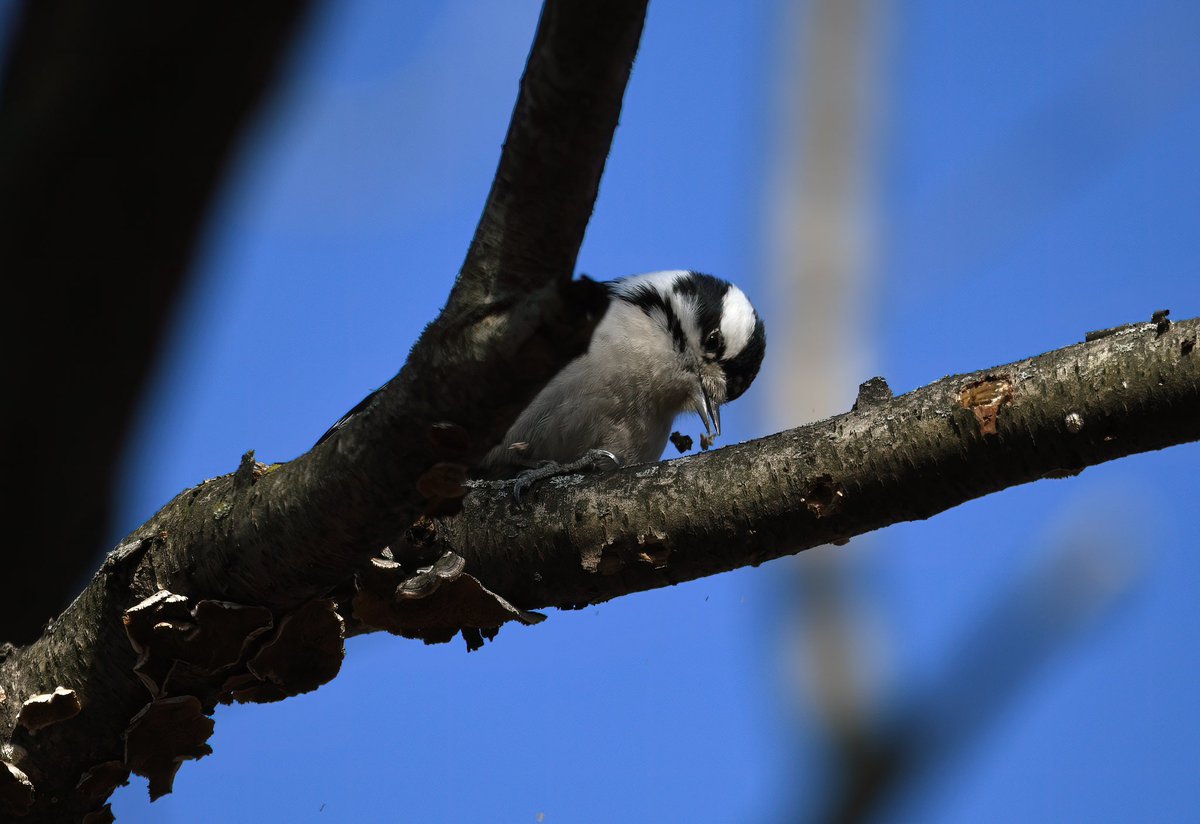 Siouxcq523's tweet photo. #weekendbirding in #inwoodhillpark with @harpua226 https://t.co/BIEqLjs0YV