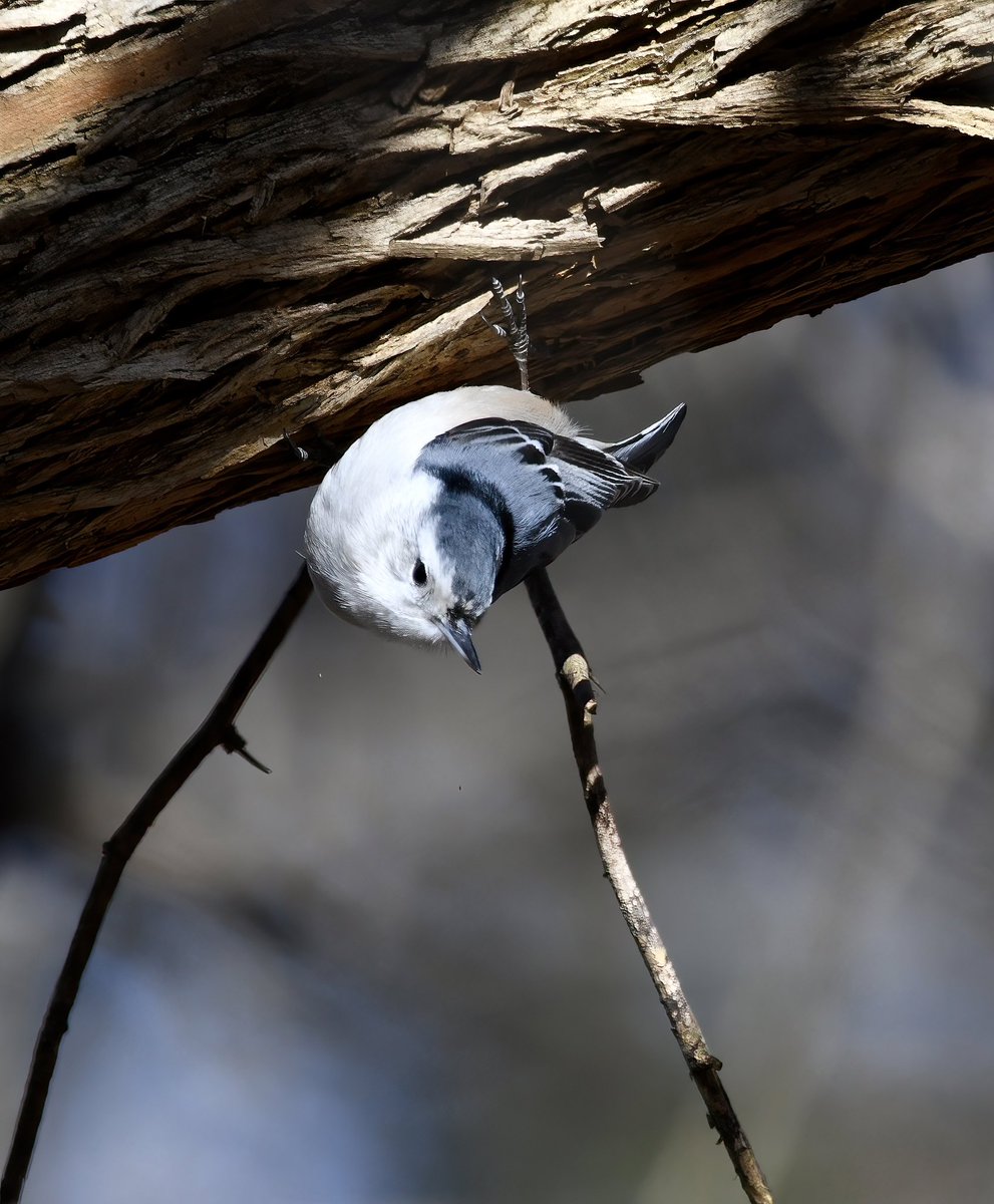 Siouxcq523's tweet photo. #weekendbirding in #inwoodhillpark with @harpua226 https://t.co/BIEqLjs0YV