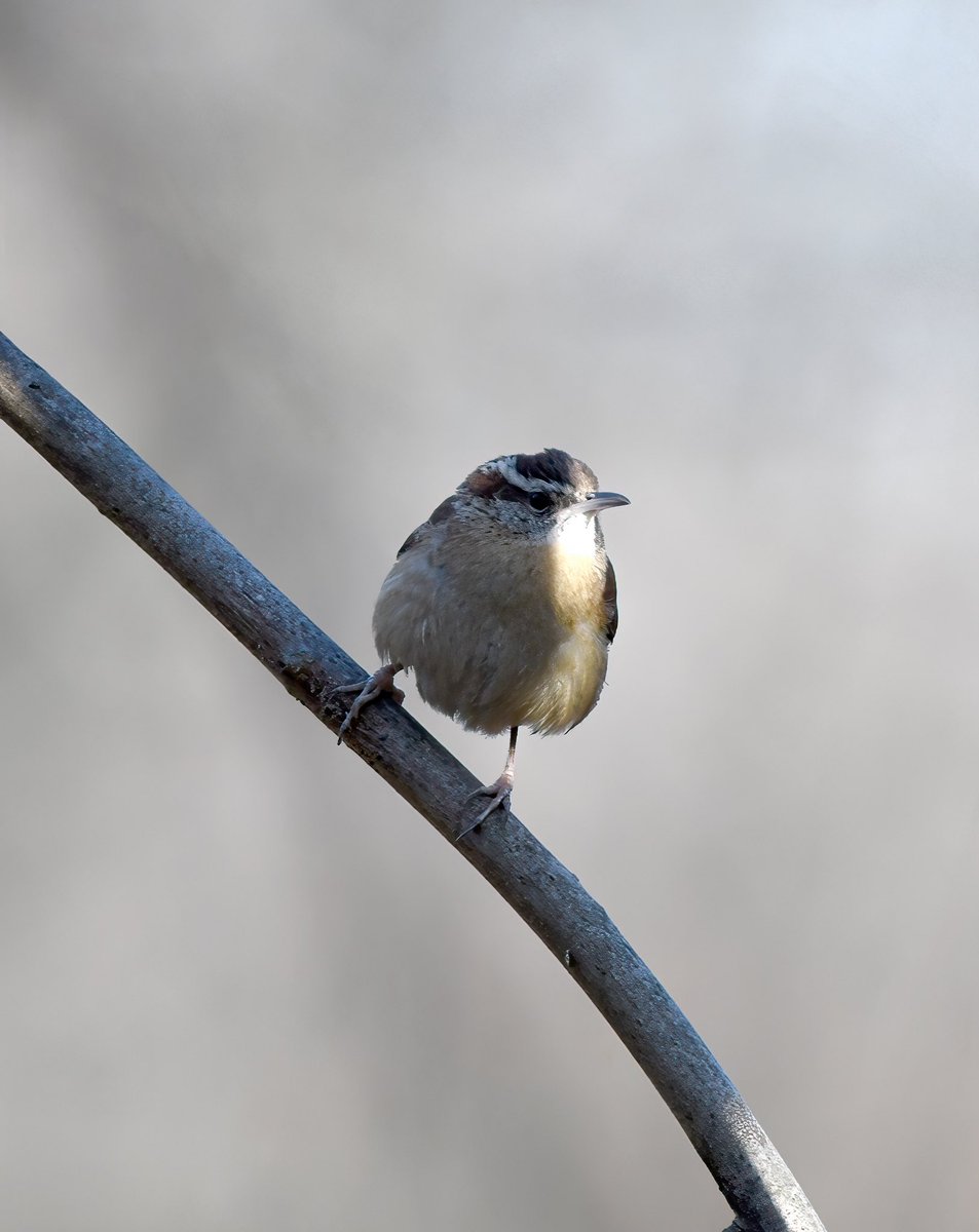 Siouxcq523's tweet photo. #weekendbirding in #inwoodhillpark with @harpua226 https://t.co/BIEqLjs0YV