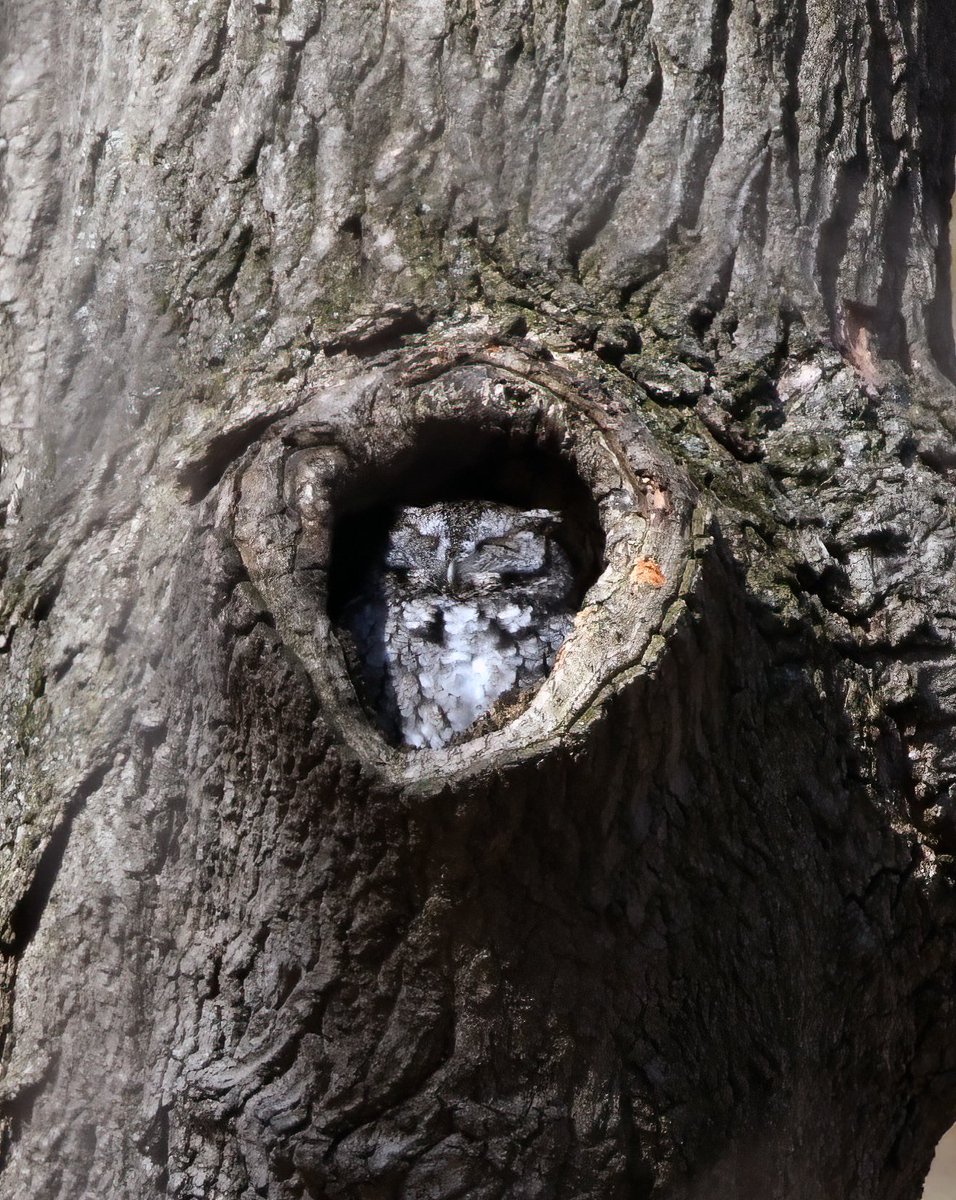 Siouxcq523's tweet photo. #weekendbirding in #inwoodhillpark with @harpua226 https://t.co/BIEqLjs0YV