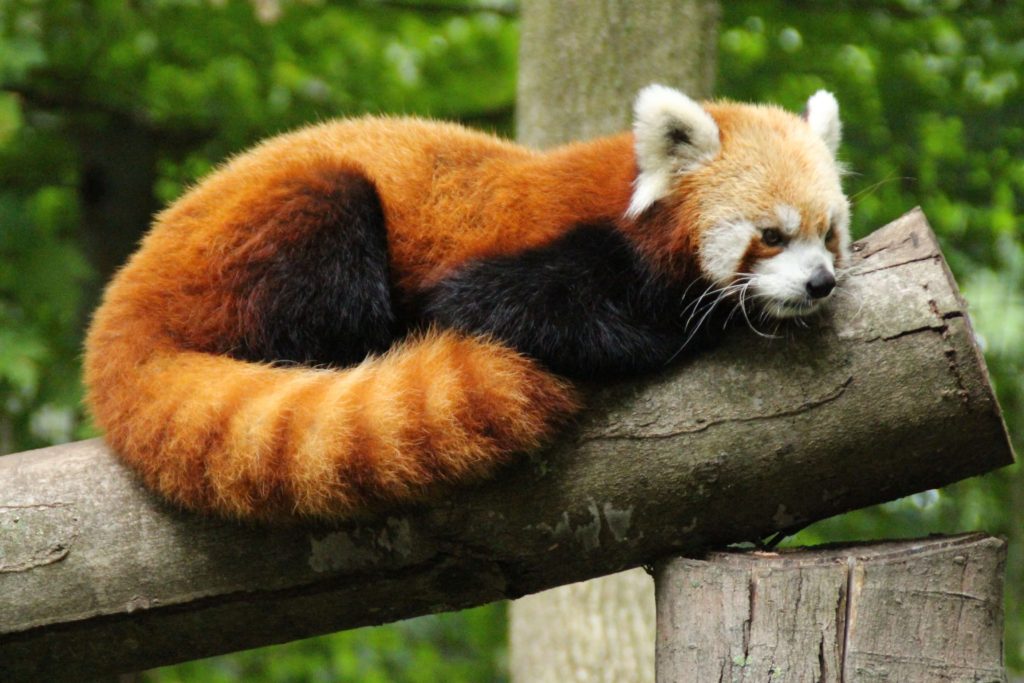 Red Panda Every Hour! tweet media