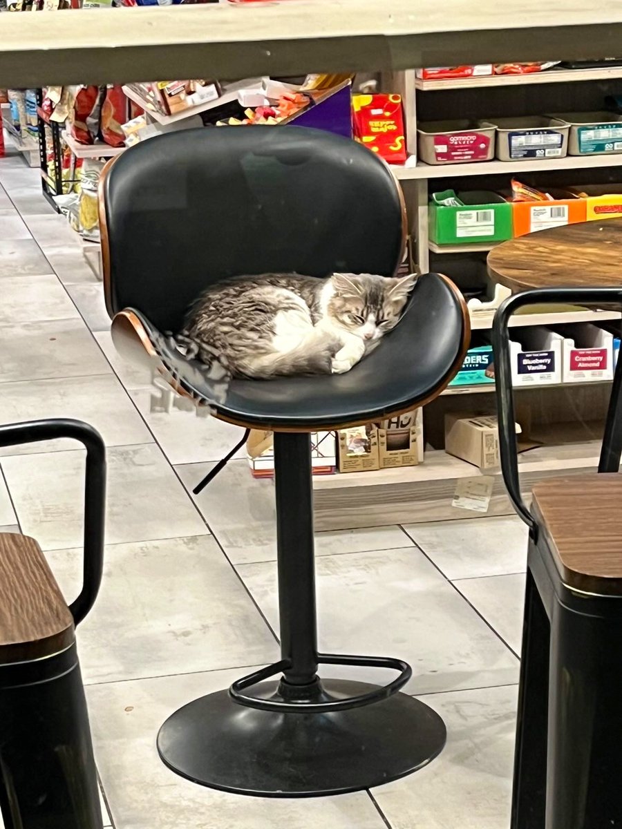 Bodega Cats (@bodegacats_) on Twitter photo 