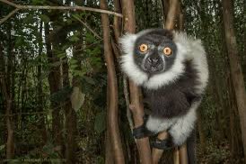 ErlingStu's tweet photo. Hate to interrupt your outrage but how about some lemurs from Madagascar https://t.co/fWFWcQru9o