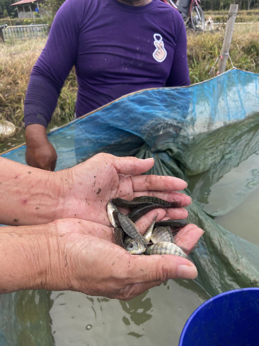 DA_NFRDI's tweet image. The DA-NFRDI, through its Technology Business Incubation (TBI) program, harvested a total of 605,000 tilapia fingerlings for its second cycle with 60-70 percent survival rate. 
#NFRDIharvests #Tilapia #TBIprogram #fingerlings

MORE: tinyurl.com/3k93397a