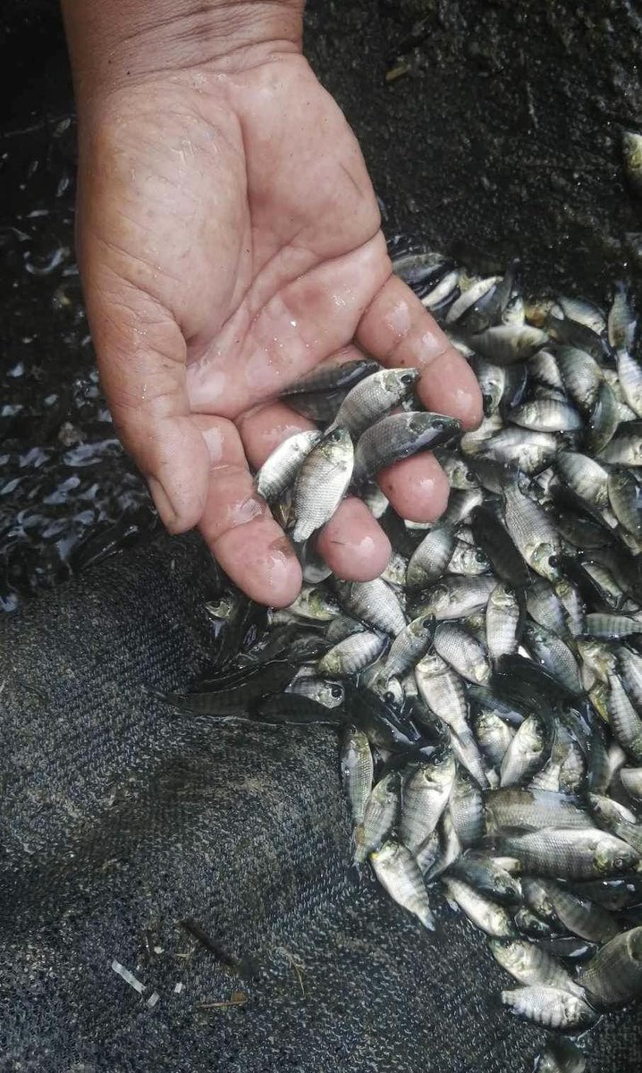 DA_NFRDI's tweet image. The DA-NFRDI, through its Technology Business Incubation (TBI) program, harvested a total of 605,000 tilapia fingerlings for its second cycle with 60-70 percent survival rate. 
#NFRDIharvests #Tilapia #TBIprogram #fingerlings

MORE: tinyurl.com/3k93397a