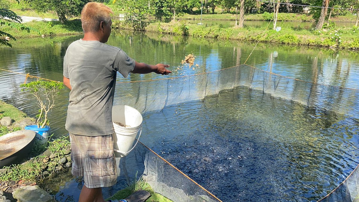 DA_NFRDI's tweet image. The DA-NFRDI, through its Technology Business Incubation (TBI) program, harvested a total of 605,000 tilapia fingerlings for its second cycle with 60-70 percent survival rate. 
#NFRDIharvests #Tilapia #TBIprogram #fingerlings

MORE: tinyurl.com/3k93397a