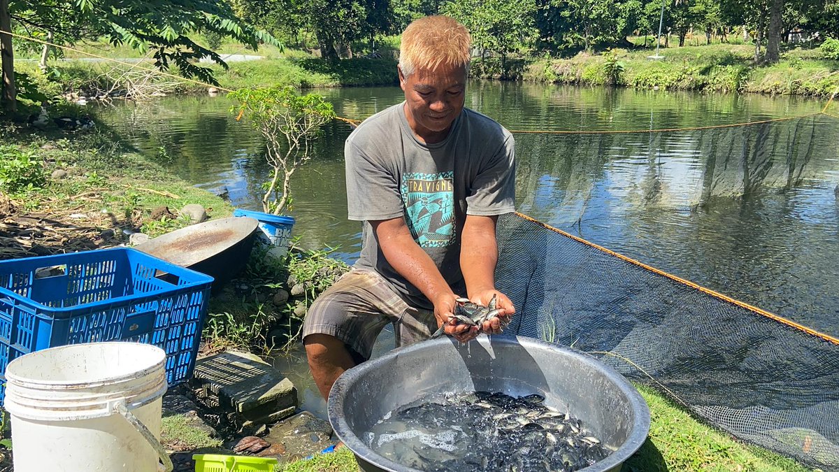 DA_NFRDI's tweet image. The DA-NFRDI, through its Technology Business Incubation (TBI) program, harvested a total of 605,000 tilapia fingerlings for its second cycle with 60-70 percent survival rate. 
#NFRDIharvests #Tilapia #TBIprogram #fingerlings

MORE: tinyurl.com/3k93397a